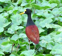 Jacana spinosa