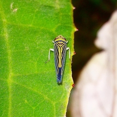 Cicadellini
