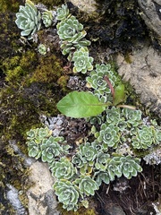 Saxifraga paniculata