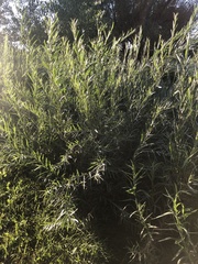 Salix exigua