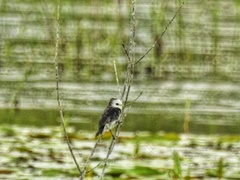 Arundinicola leucocephala