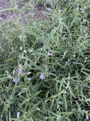 Sphaeralcea angustifolia