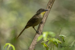 Atimastillas flavicollis