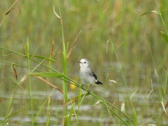Arundinicola leucocephala