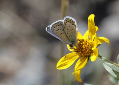 Plebejus melissa