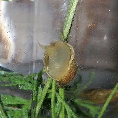 Radix auricularia