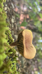 Phylloporus