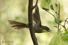 Atimastillas flavicollis