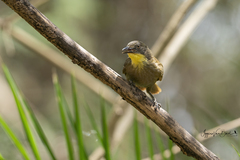 Atimastillas flavicollis