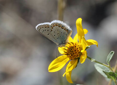 Plebejus melissa