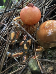 Calostoma cinnabarinum