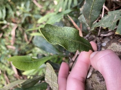 Microgramma squamulosa