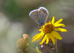 Plebejus melissa