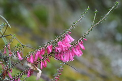 Epacris reclinata