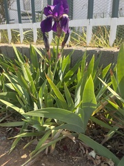 Iris