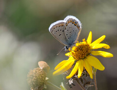 Plebejus melissa
