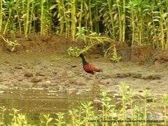 Jacana spinosa
