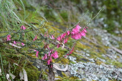 Epacris reclinata