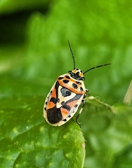 Eurydema ornata