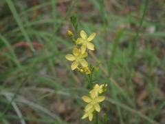 Linum neomexicanum