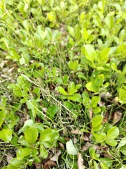 Equisetum scirpoides