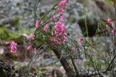 Epacris reclinata