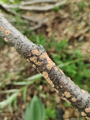 Peniophora incarnata