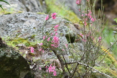 Epacris reclinata