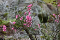 Epacris reclinata