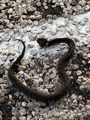 Agkistrodon piscivorus
