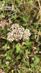 Achillea ptarmica