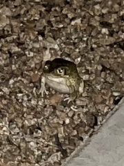 Incilius alvarius