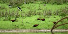 Jacana spinosa