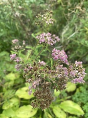 Valeriana officinalis