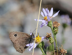 Cercyonis oetus