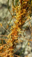 Cuscuta harperi