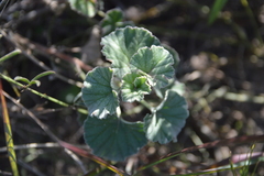 Pelargonium reniforme