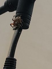 Neoscona domiciliorum