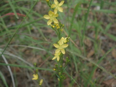 Linum neomexicanum