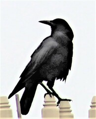 Corvus capensis