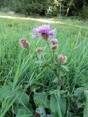 Centaurea phrygia pseudophrygia