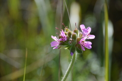 Pelargonium capitatum