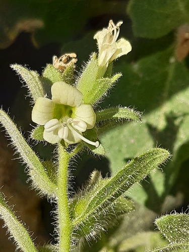 White henbane (Hyoscyamus albus)