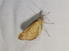 Anachloris subochraria