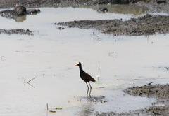 Jacana spinosa