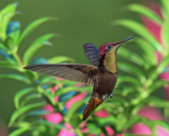 Chrysolampis mosquitus