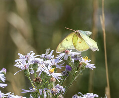 Colias eurytheme