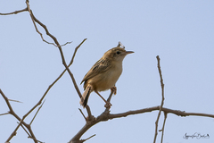 Cisticola juncidis uropygialis