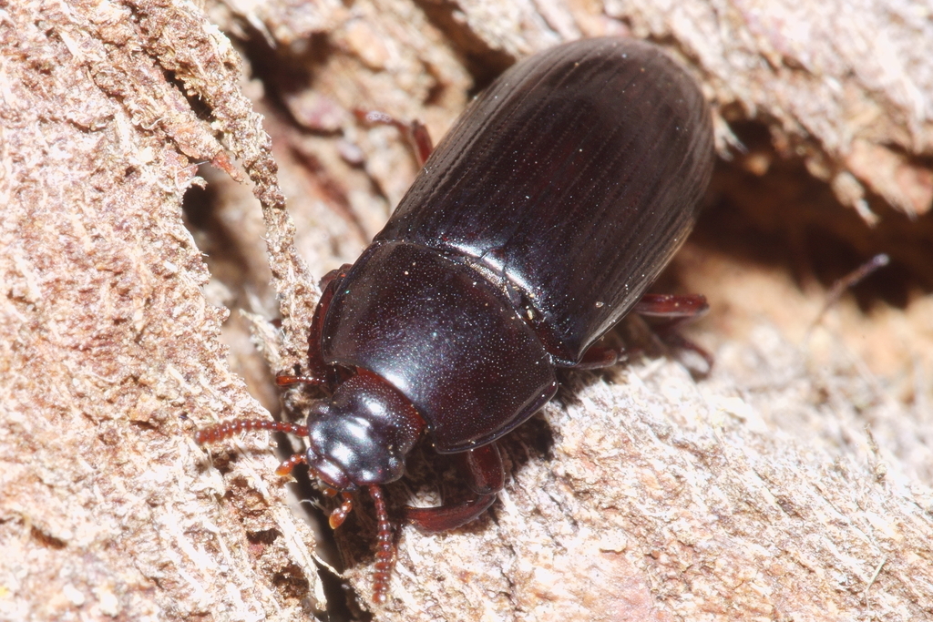 Dented beetle