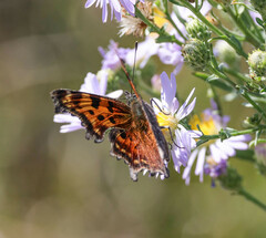Polygonia faunus